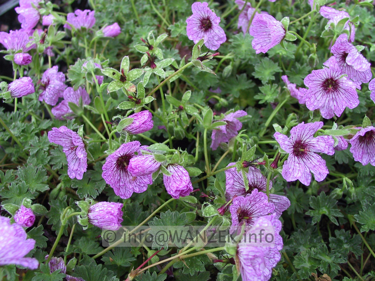 Geranium cinereum Ballerina.JPG